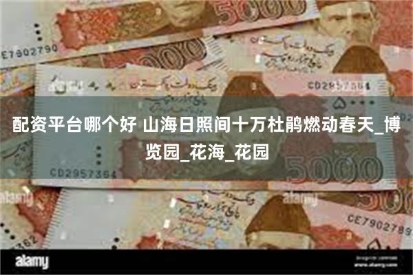 配资平台哪个好 山海日照间十万杜鹃燃动春天_博览园_花海_花园